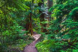 Proxy Falls trail-3997.jpg Proxy Falls trail-3997.jpg